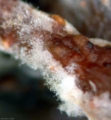 Du mycélium et des conidiophores de <b><i><b>Penicillium glabrum </b></i> se sont formés sur une baies pourrie située au coeur d'une grappe. (moisissure de la grappe)
