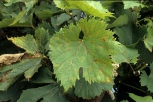 Les taches foliaires provoquées par <b><i>Plasmopara viticola</i></b>, huileuses dans un premier temps, prennent une coloration brune nécrotique.