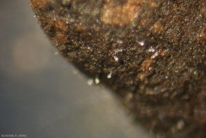 Sur cette feuille qui a passé l'hiver sur le sol, on observe la présence d'un filament germinatif de portant à son extrémité une macroconidie à l'origine de l'inoculum primaire. <b><i>Plasmopara viticola</i></b>  (mildiou)