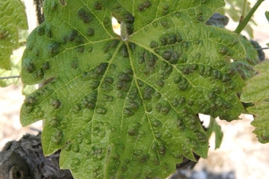 Le limbe est déformé aux endroit où <b><i>Colomerus vitis</i></b> a réalisé ses piqûres nutritionnelles : la formation de ces petits dômes est caractéristique de l'érinose.