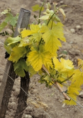 Sous l'influence du <b>court noué</b>, les feuilles de ce cep de vigne jaunissent presque totalement. <i>Grapevine fan leaf virus</i> (GFLV)