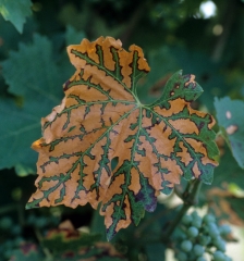 Décoloration marron clair d'une feuille de vigne présentant les symptômes de <b>maladies de dépérissement de la vigne</b>. 