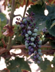 Dépérissement de la grappe sous l'influence des maladies de dépérissement de la vigne.