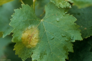 Les tâches foliaires provoquées par <i><b>Plasmopara viticola</b></i> sont tout d'abord huileuses à translucides puis jaunissent rapidement, comme c'est le cas sur cette feuille.
Mildiou de la vigne