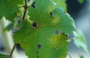 Les taches foliaires apparaissant en début d'infection par <b><i>Plasmopara viticola</i></b> sont translucides, d'aspect huileux. C'est pourquoi on parle communément de 'tâches d'huile'.
Mildiou de la vigne