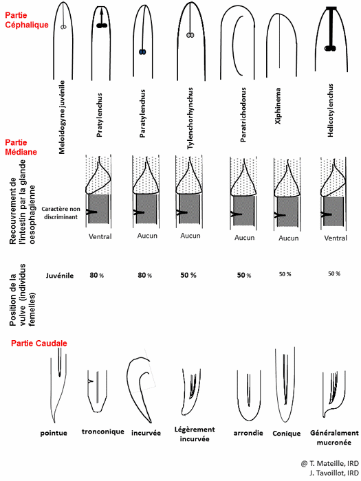 Schéma de la structure d'un nématode (Source : Biocyclopedia) (A)