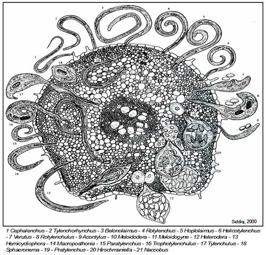 Schéma de la structure d'un nématode (Source : Biocyclopedia) (A)