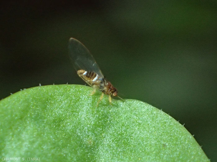 Hypp Encyclopedie En Protection Des Plantes Psylles Psylloidea