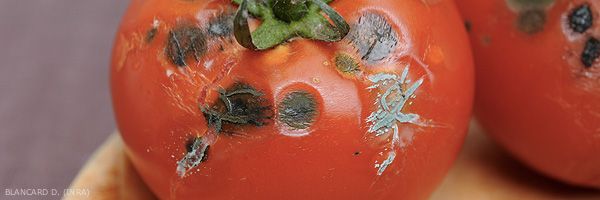 Champignons Aux Tomates. Voyageur Aux Cheveux Noirs Bouclés Portant Une  Chemise Orange Mangeant Des Champignons Avec Des Tomates Après La Nuit Dans  La Tente Banque D'Images et Photos Libres De Droits. Image