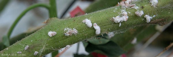 Cochenilles farineuses  Identification & Lutte