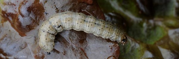 Salades Noctuelles