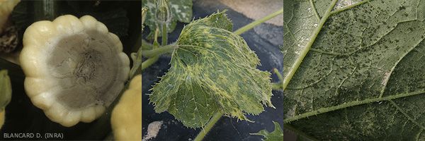 Maladies de la courgette : dégâts et traitements - Planète Agrobio