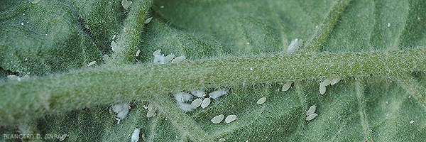 Cochenilles farineuses