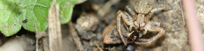 Une araignée se liquéfie pour être mangée par ses petits