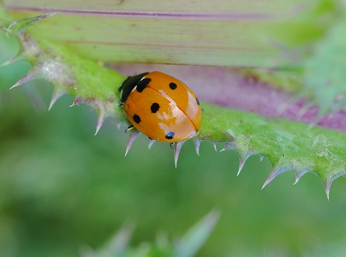 Biocontrol