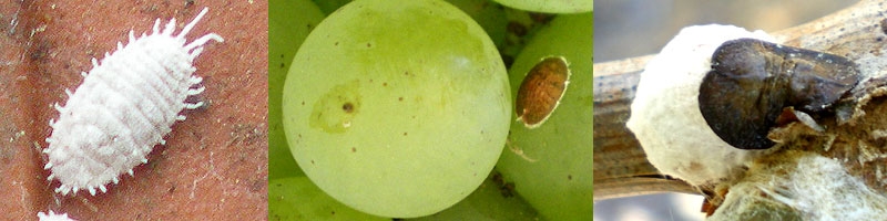 Cochenilles farineuses  Identification & Lutte