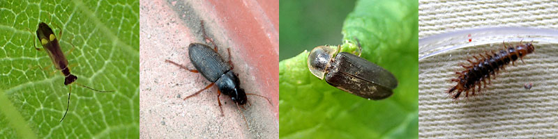 Insectes - Coléoptères