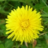 Asteraceae