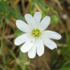 Caryophyllaceae