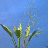 Alismataceae
