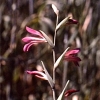 Iridaceae