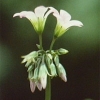 Oxalidaceae