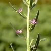 Lythraceae