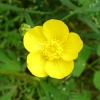 Ranunculaceae