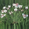 Butomaceae
