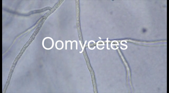 oomycètes