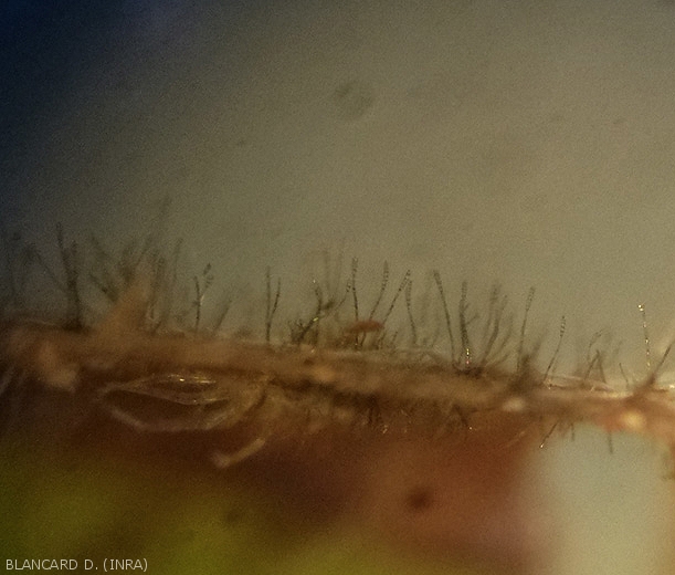 De nombreux conidiophores noirâtres, portant chacune une conidies pluricellulaire, sont dressés à la surface de cette feuille de tomate.
Corynespora cassiicola (corynesporiose)