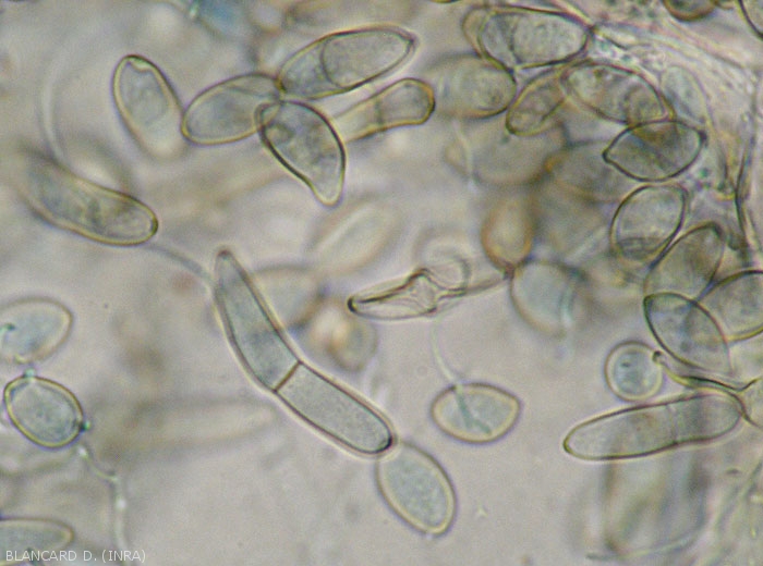 De nombreuses conidies irrégulières, parfois cloisonnées et brunâtres, sont observées sur le limbe. <b><i>Passalora fulva</i></b> (cladosporiose, leaf mold)