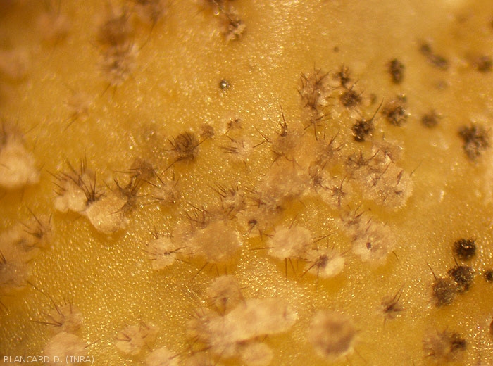 Acervules observées à la loupe binoculaire par le dessus sur des tissus lésés. Des masses de conidies muqueuses sont visibles, ainsi que des soies noires ou setae. <i><b>Colletotrichum orbiculare</b></i> (anthracnose)