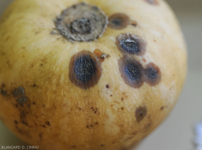 Quelques taches parsèment ce fruit de courge. Elles sont humides, marron foncé, et noirâtres en leur centre. Des fructifications du champignon sont aussi visibles . (<i><b>Didymella bryoniae</i></b>) (pourriture noire sur fruit, black rot)