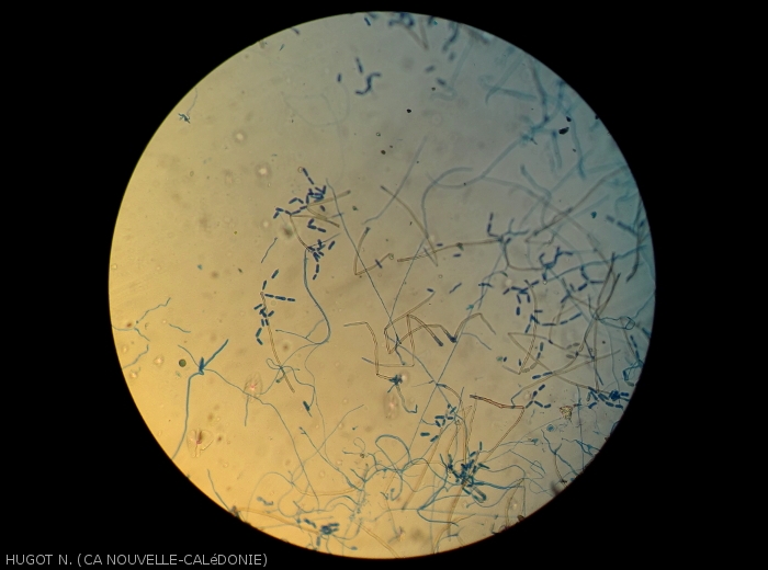 Vision d'ensemble des sporulations de <i><b>Cladosporium colocasiae</b></i> sur une feuille de taro d'eau.