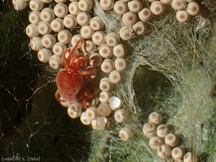 Phyton - Acari predatori anti acari parassiti - 1000 Pz.