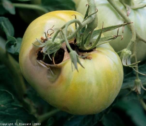 Il danno delle <b> nottue </b> sui frutti favorisce l'invasione dei tessuti da parte di microrganismi invasori secondari responsabili dei marciumi.