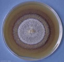 Questa colonia miceliale <i> <b> Cylindrocarpon liriodendri </b> </i> mostra una colorazione arancio-marrone sul terreno di coltura in una capsula di Petri.