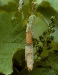 Ingrandimento del sigaro formato dal rotolamento del lembo fogliare di una foglia di vite da parte della femmina <i> <b> Byctiscus betulae </b> </i>.