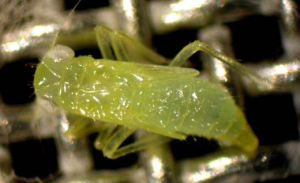 cicadelle9