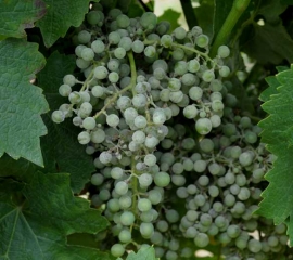 Una peluria biancastra ricopre completamente questi grappoli che non saranno idonei alla vinificazione.  <i> <b> Erysiphe necator </b> </i> 