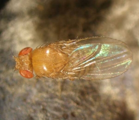 Particolare di una Drosophila associata a <b> marciume acido </b>.