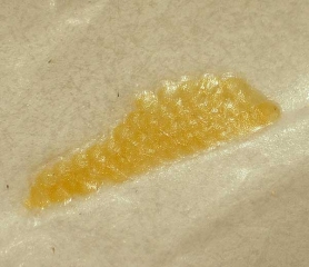 Ooplaque formata da uova gialle in <i> <b> Argyrotaenia ljungiana </b> </i>