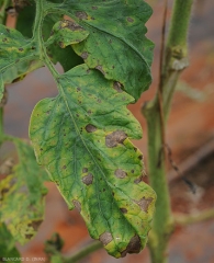 Le macchie marroni piuttosto antiche, e le più recenti e quindi di dimensioni più piccole, sperdono il limbo di questo foglio. <b><i>Corynespora cassiicola</b></i> (corynesporiose)