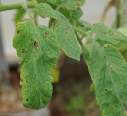 Le macchie si estendono e iniziano a mostrare discreti motivi concentrici. Un alone giallo più o meno marcato li circonda. <b><i>Corynespora cassiicola</b></i> (corynesporiosi)