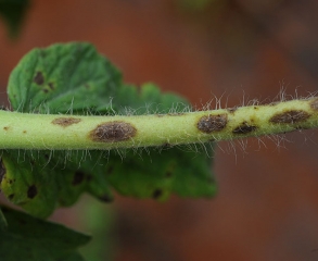 Dettaglio di diverse lesioni marroni ed ellittiche su piceolo di pomodoro. <b><i>Corynespora cassiicola</b></i> (corynesporiose)