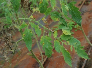 Diverse piccole macchie marroni e necrotiche coprono parzialmente queste foglioline di pomodoro causando localmente il loro ingiallimento. <b><i>Corynespora cassiicola</i></b> (corynesporiosi)