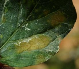 Dettaglio di una macchia clorotica osservata sulla faccia superiore del limbo. <b><i>Pseudocercospora fuligena</b></i> (cercosporiosi)