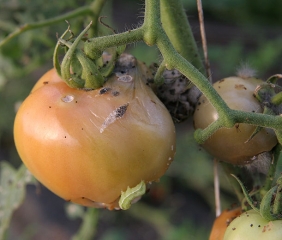 Le lesioni causate dalle <b>Papille notturne</b> sono porte d'ingresso per invasori secondari, batteri come i funghi, in questo caso <i>Rhizopus stolonifer</i>. (nottuali)