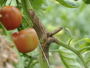 Chancre su stelo piuttosto antico du a <i><b>Botrytis cinerea</b></i>. la muffa grigia è parzialmente scomparsa. I tessuti superficialmente necrotizzati e suberizzati mostrano alcuni scoppi longitudinali. (muffa grigia, muffa grigia)